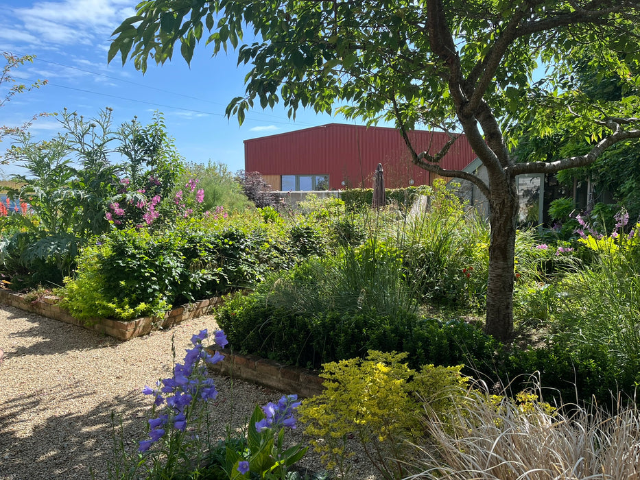 A lush garden scene with a gravel path, green shrubs, purple flowers, a tree in the foreground, and a red building visible in the background under a blue sky.
